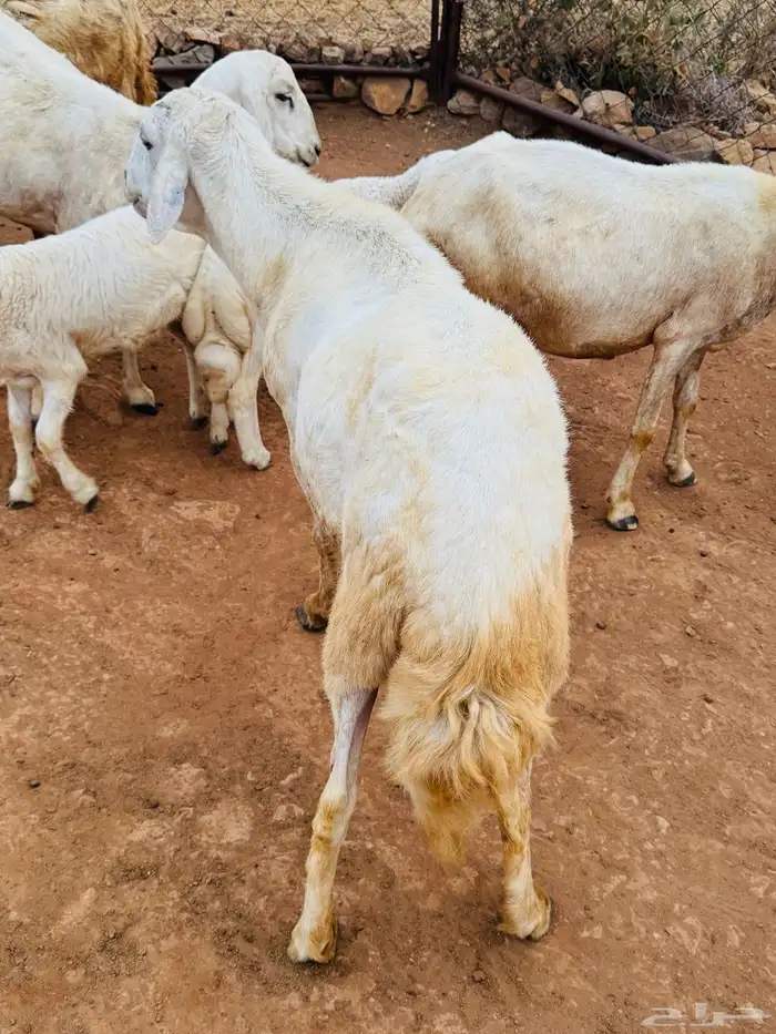 تيس   خروف فحول مشروطة من كل شي بأذن الله 3