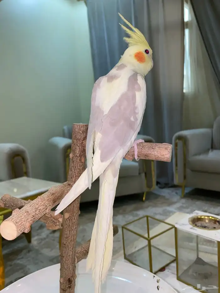 كروان اليف 7