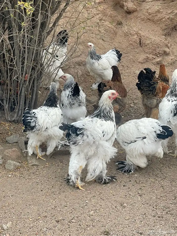 دجاج براهما كولمبي   بو 3