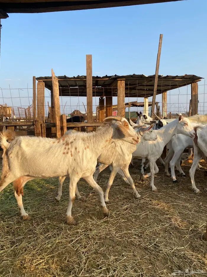 للبيع معزا بيشيات بالفحل دفيع ومضاريع 22