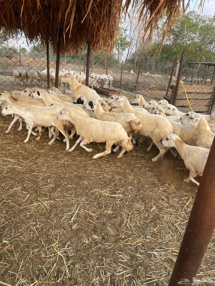 رخال بلدي رفيدي 2