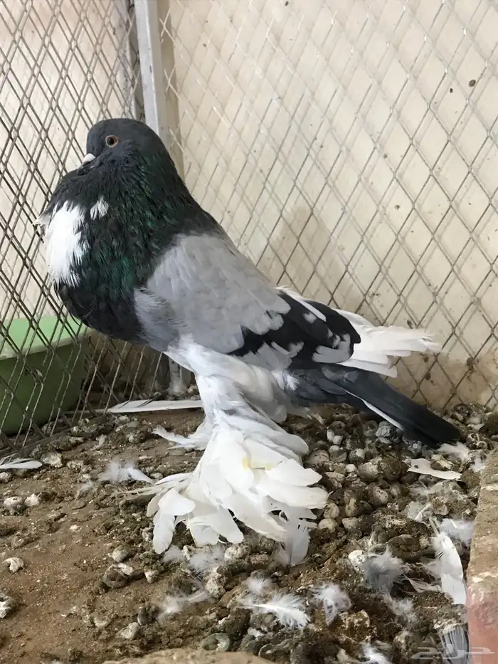 للبيع فحل ابو مريان هلال 5