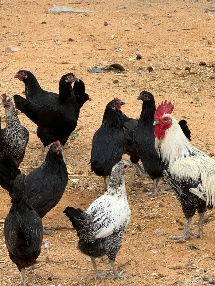 دجاج للبيع 4