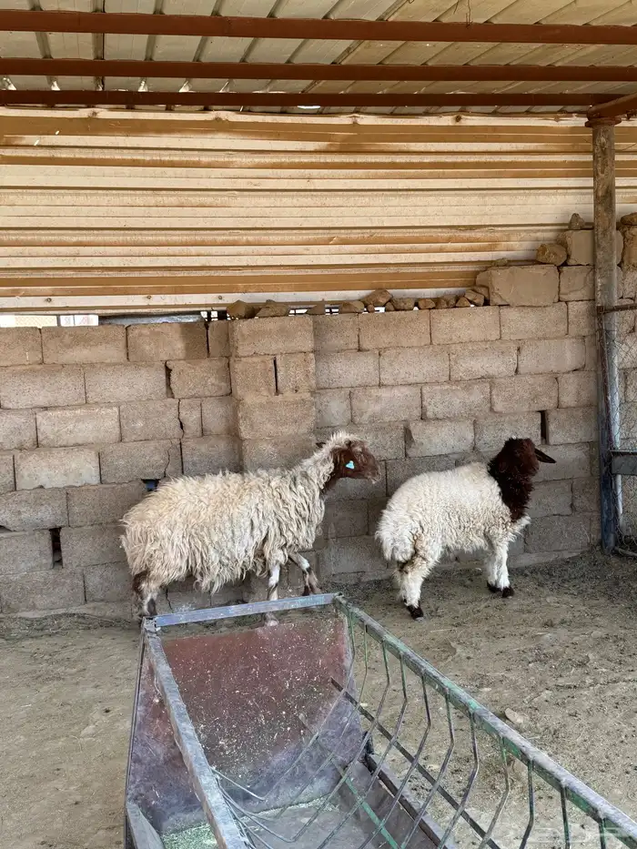 النعجة والد 0