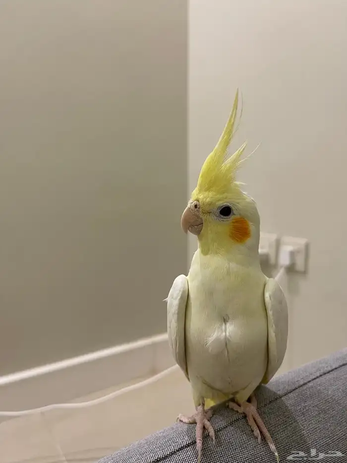 طائر الكوكتيل 1