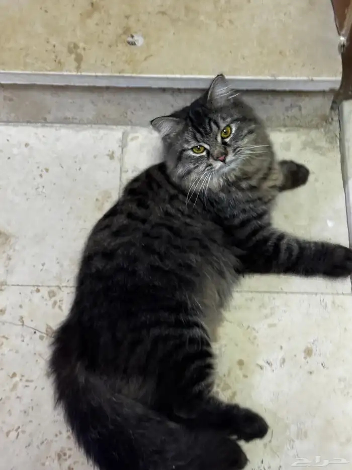 قطة بيت ضائعة 0