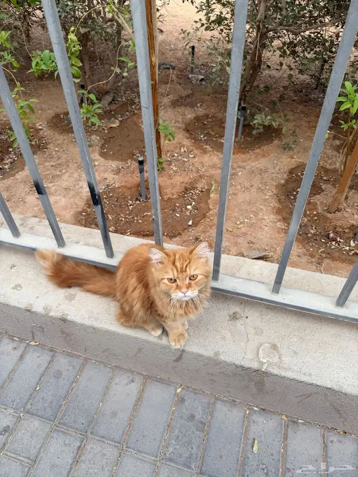 انقاذ قط في الوشم حي المربع 3