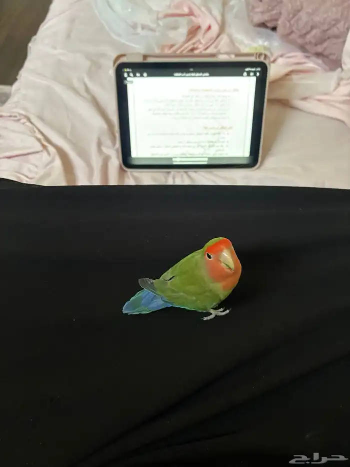 طيور روز اليفات 0