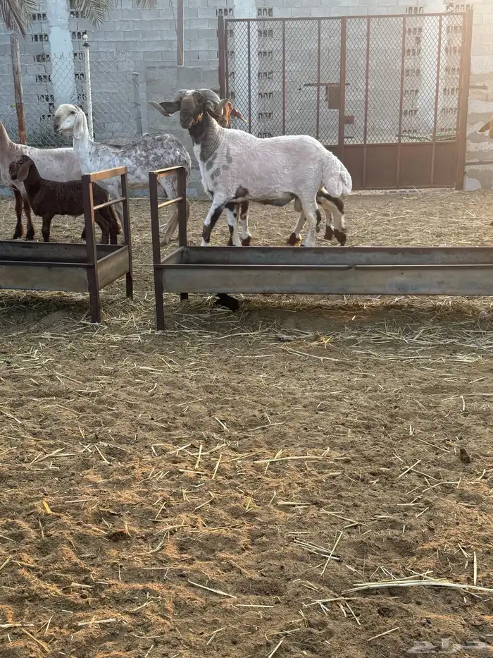 خروف فحل نعيمي جرم طيب الجعيمه 1