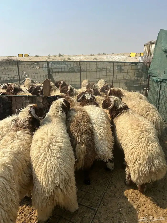 حريات جبر ناهي ووسط ونعيم جبر ناهي ووسط وهرافي 2