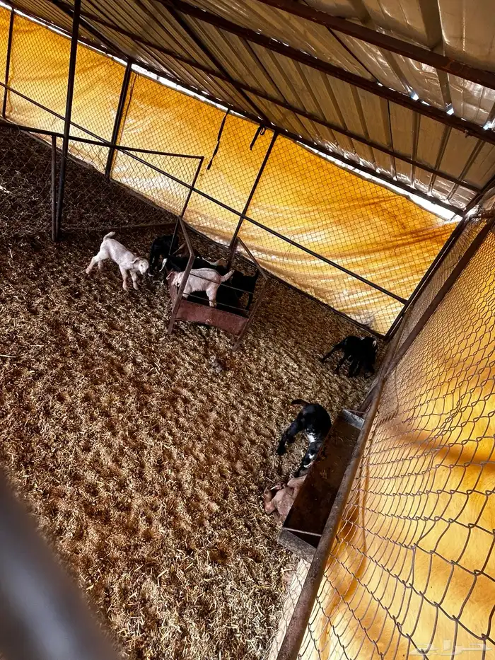 معزا ولد للبيع 0