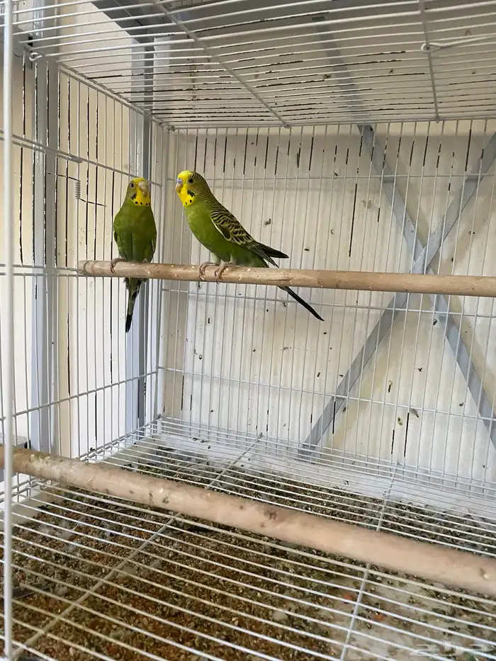 ثلاث ازواج باجي انجليزي وزوجين استرالي 7