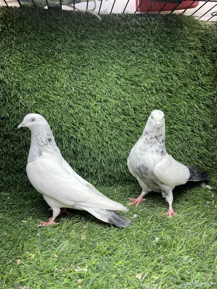 حمام باكستاني 1