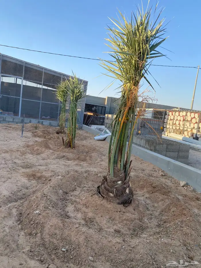 يوجد لدينا نخل البيع الموقع شقرا ساجر الدودمي عفيف 7