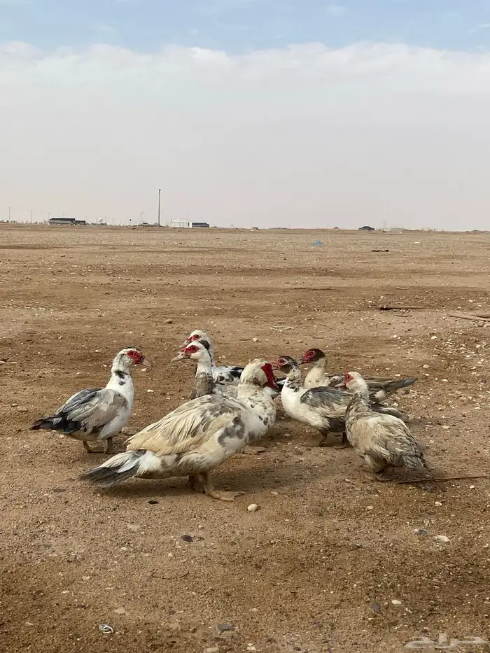 ديك ودجاج رومي وبط بح 1