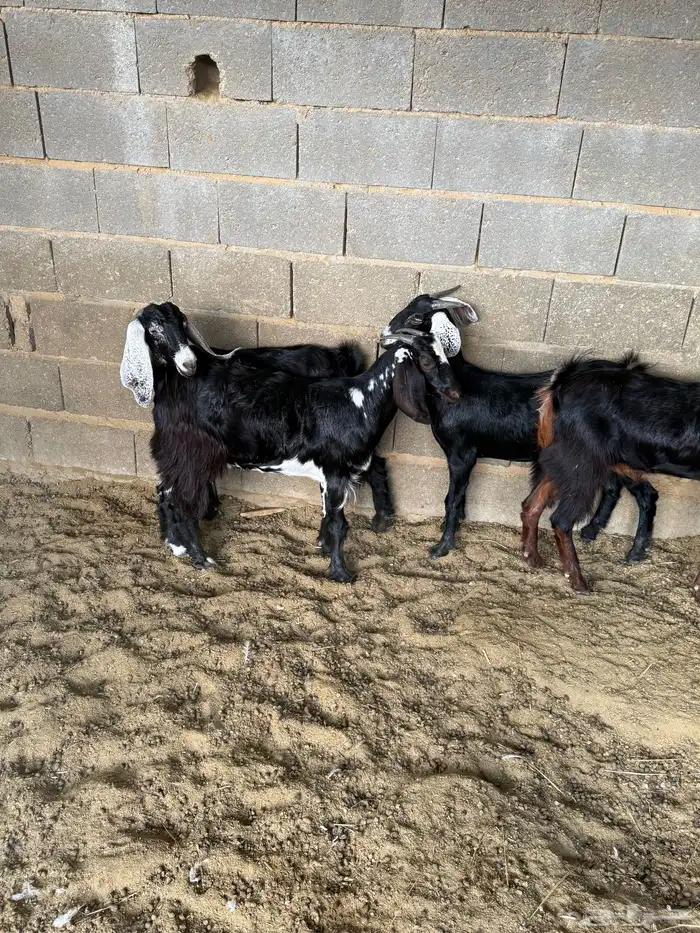 جفار من حلالي نظيفه 2