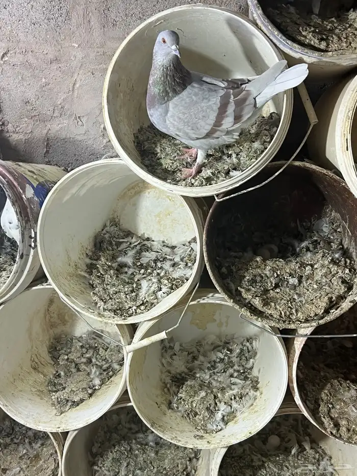 فروخ حمام سلفر 3