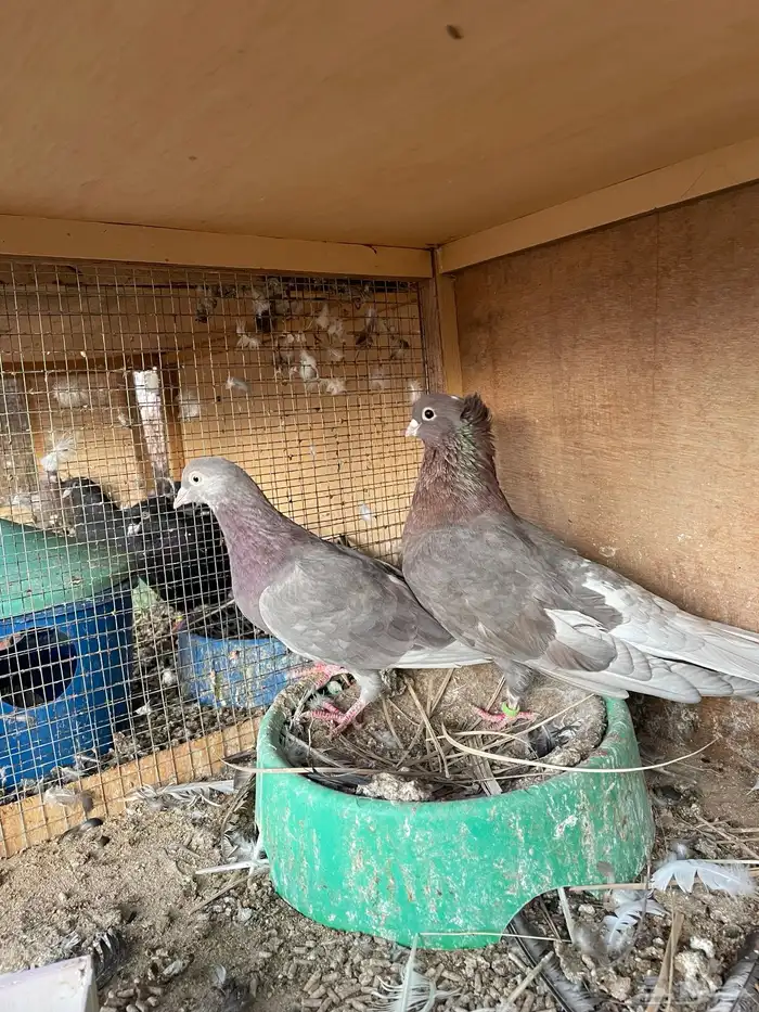 اعرض لكم حمام قطايف 0