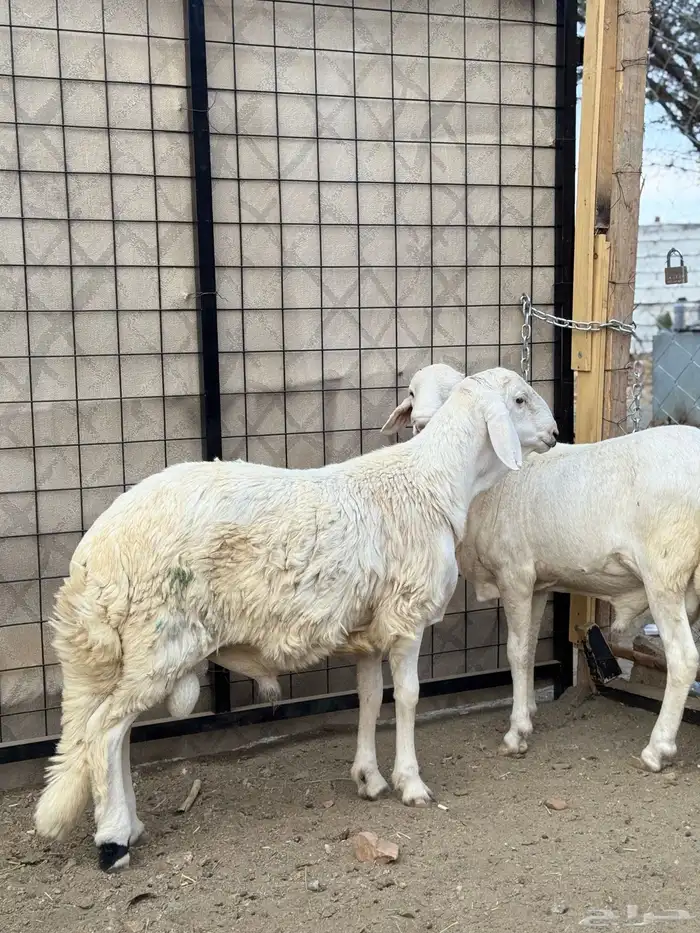 سواكن ابيض ذبايح 1