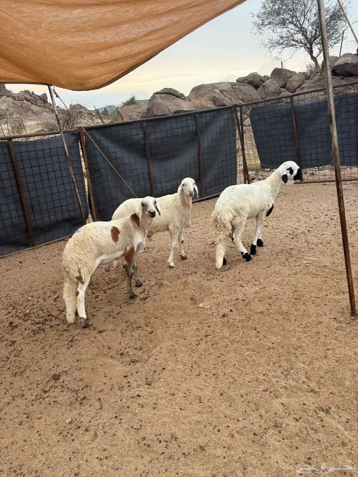 سواكن شبيه الحري تم البيع 5