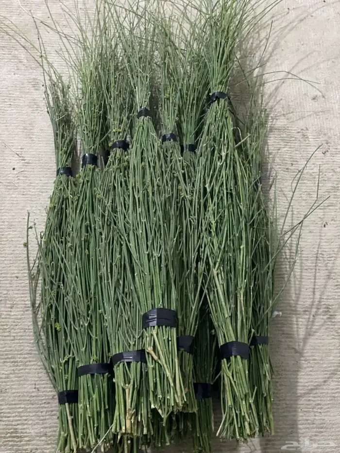 مرخ طازج شدتين 25 ريال 1