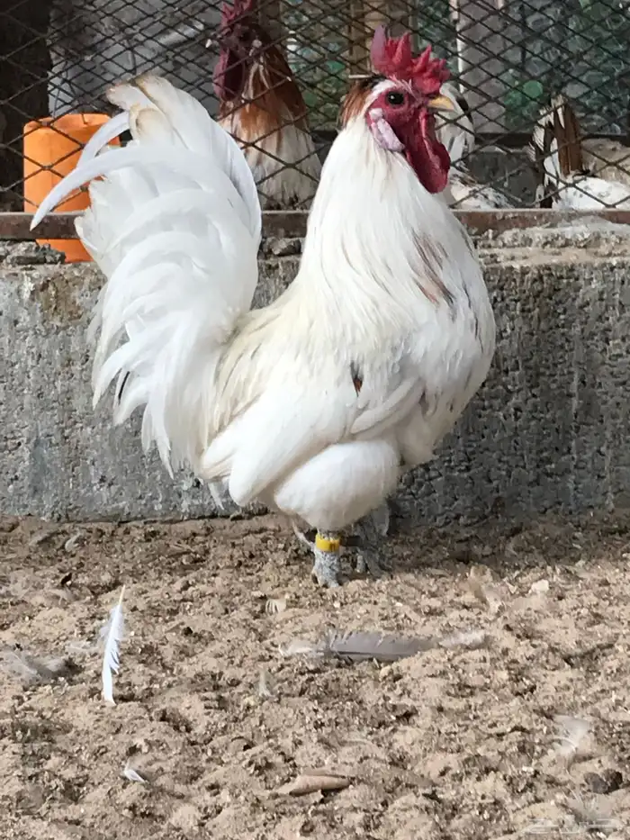 للعرض فقط حباحب من الحلال 0