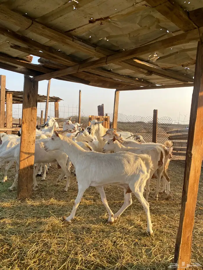 للبيع معزا بيشيات بالفحل دفيع ومضاريع 12