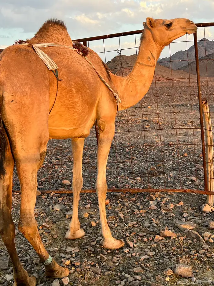 خلفه بكره بكر ناقه حليب ب 11500 تم البيع 5