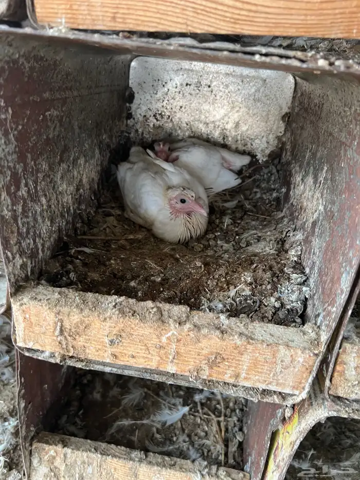 حمام فرنسي جامبو للبيع 3