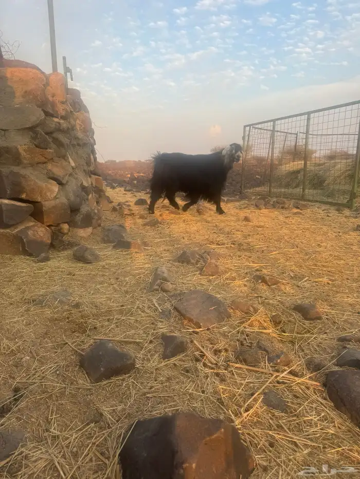 تيس فحل مشروط 5