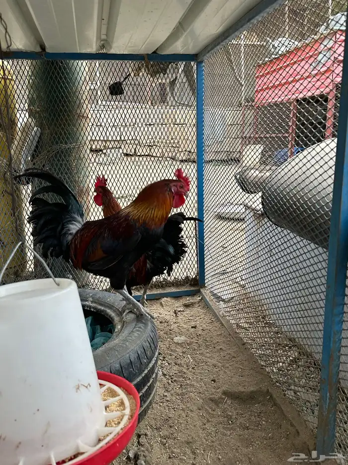 ديوك ترثه(تم البيع ) 1