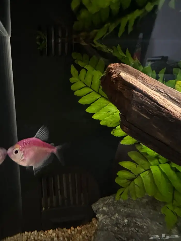 أسماك زينة للبيع 1