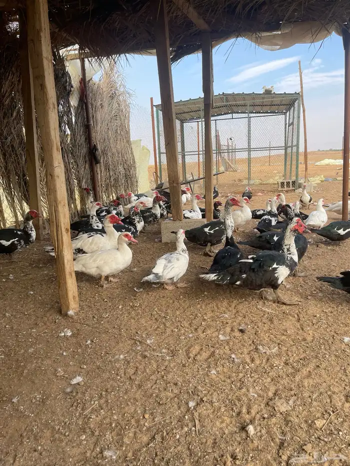 بط بح مكسوفي 2