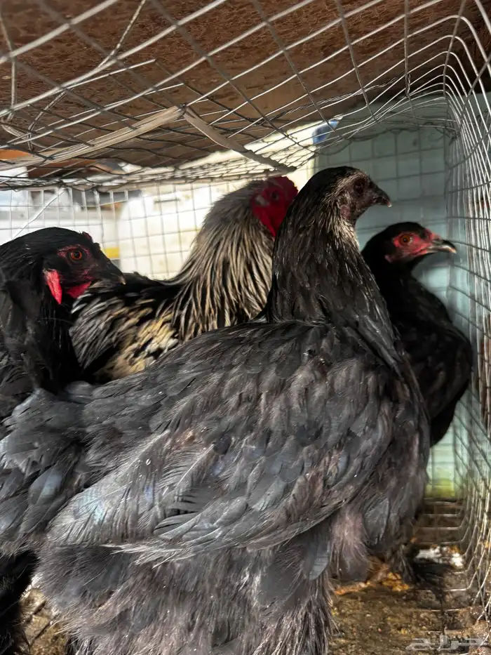 طقم دجاج براهما 1