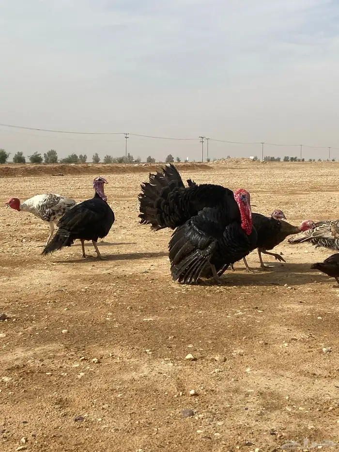 ديك ودجاج رومي وبط بح 5