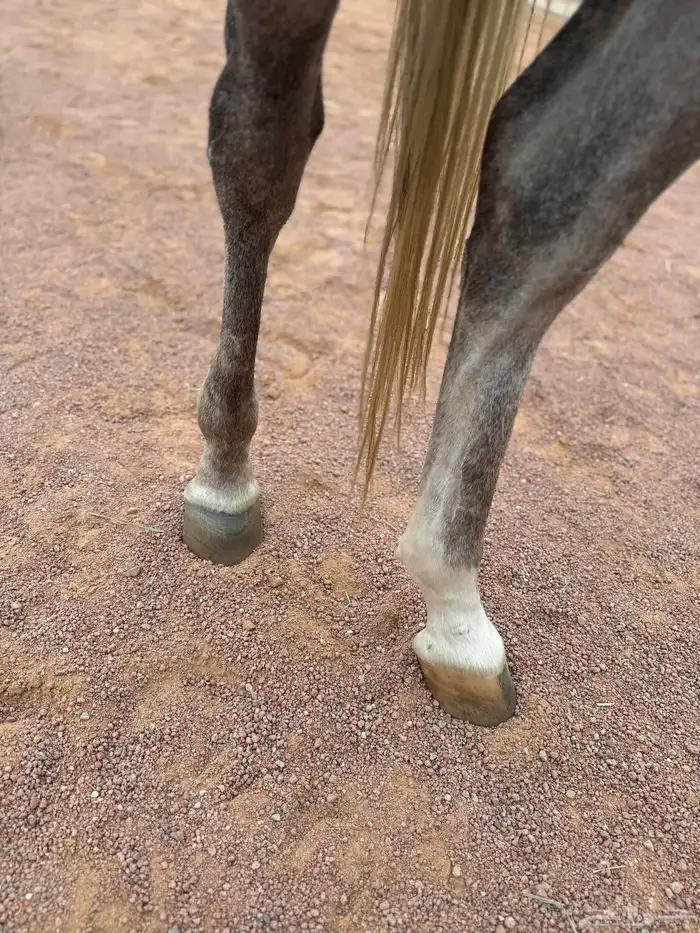 فرس شعبيه شيخه 5