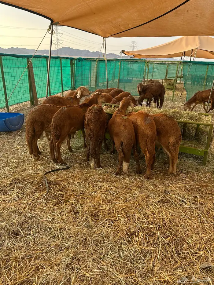 طليان سواكني حمري للمناسبات والعقيقة 1