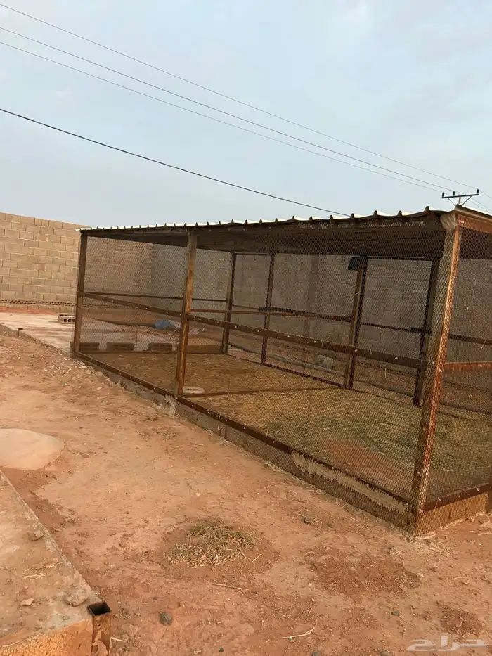 عشة حمام 6 3 1