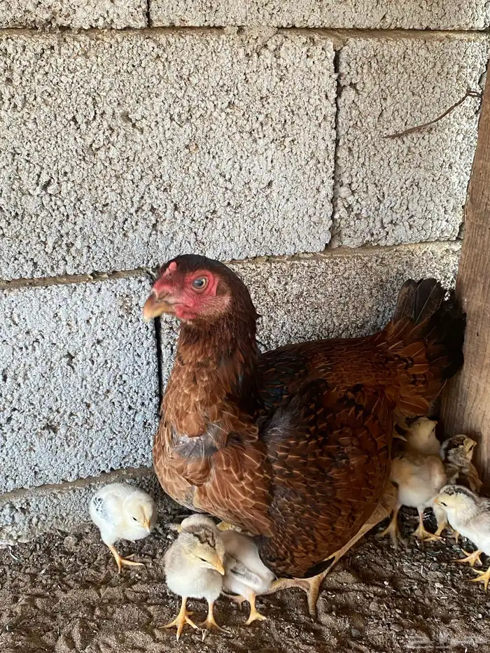 ديك فارسي العمر ودجاجه باكستانيه معاها 5