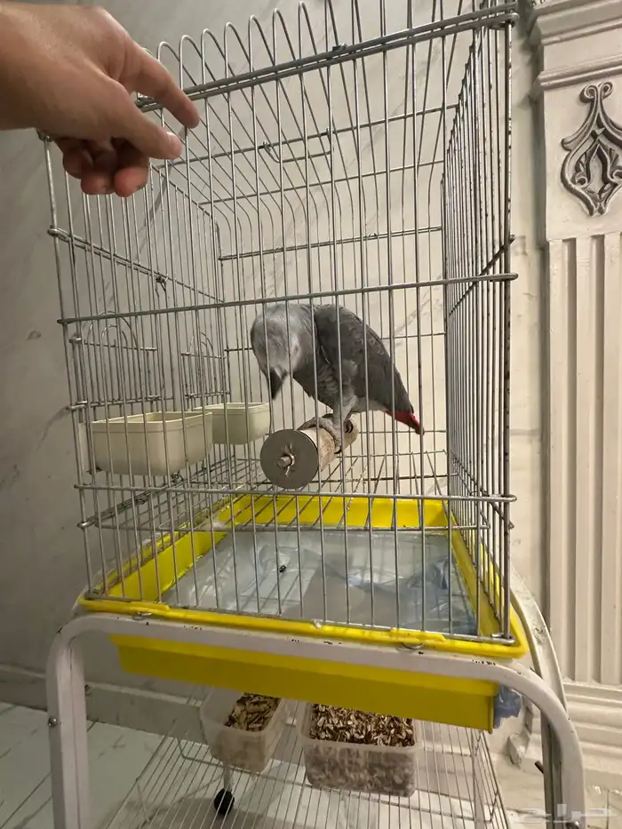 فرخ كاسكو جرئ متكلم على اليد ( تم البيع ) 0