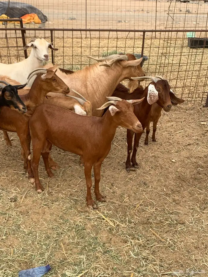 للبيع معزا جفار بيشيات برص ومعزا دهم 3