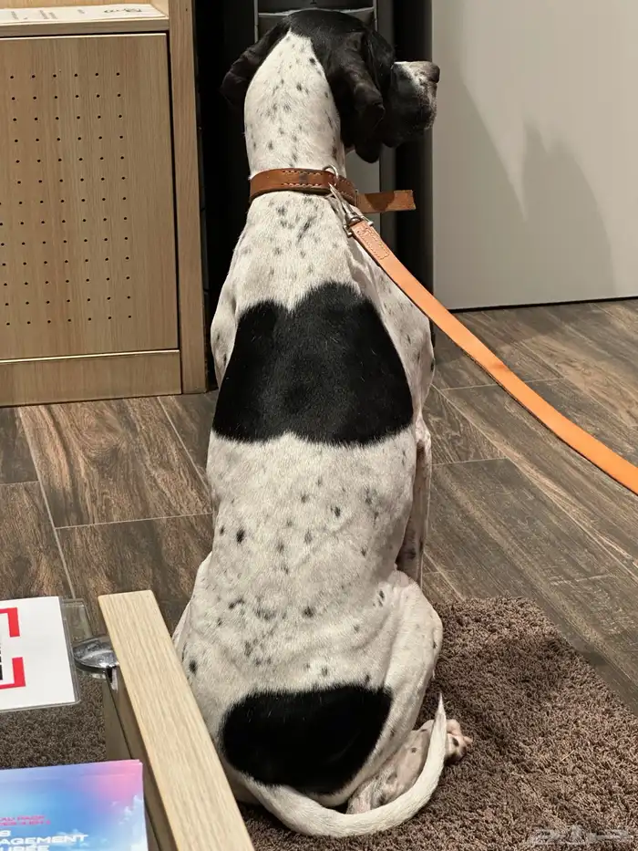 كلب مفقود جائزة 500 ريال 1