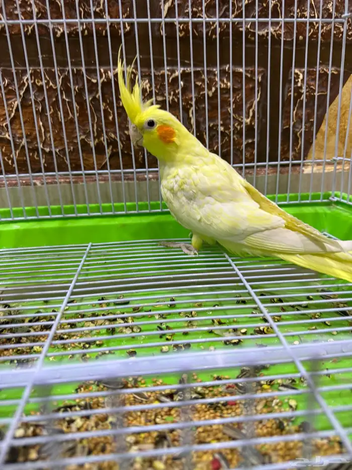 عصافير كروان 0