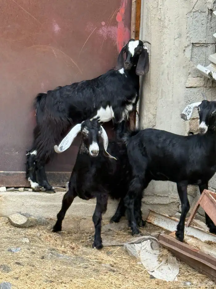 جفار من حلالي نظيفه 10