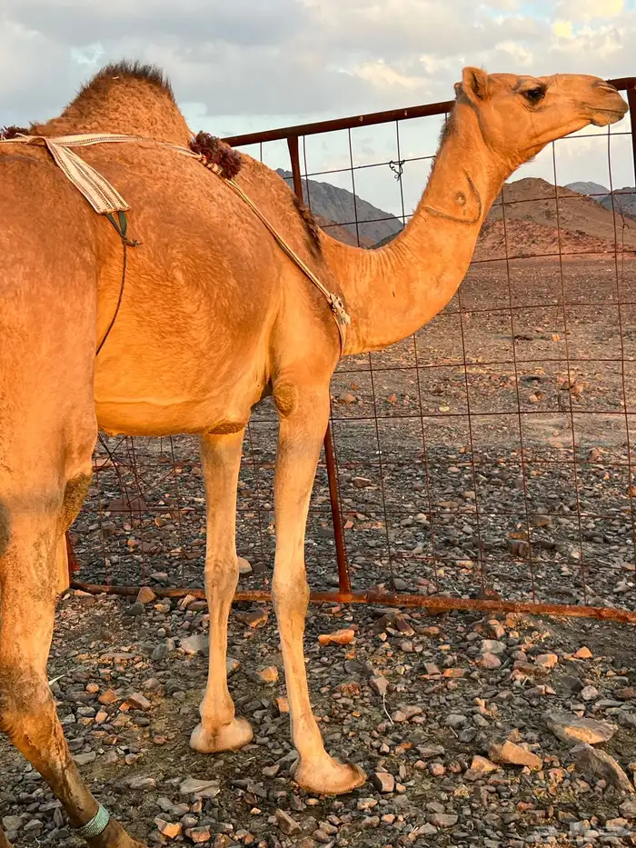 خلفه بكره بكر ناقه حليب ب 11500 تم البيع 6