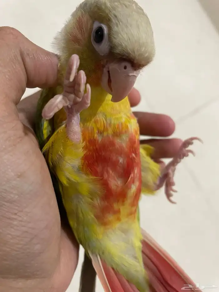 فرخ كنيور اناناس (تم البيع). 4