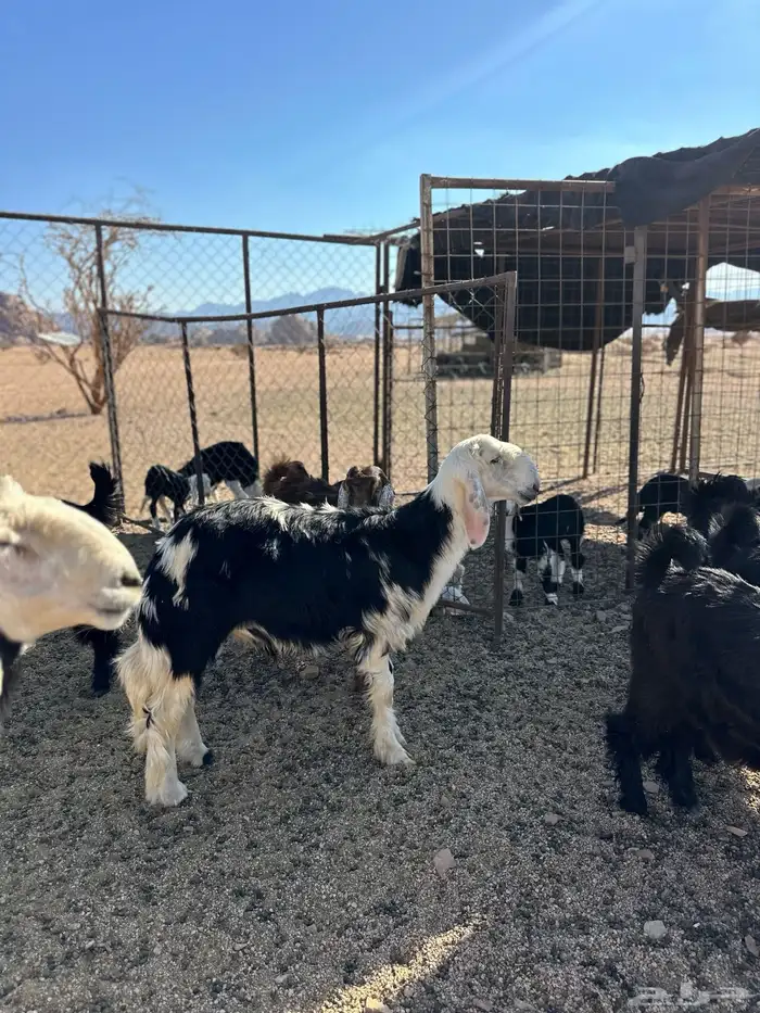 خروف طيب مشروع فحل غير مشروط عمر4 شهور 1