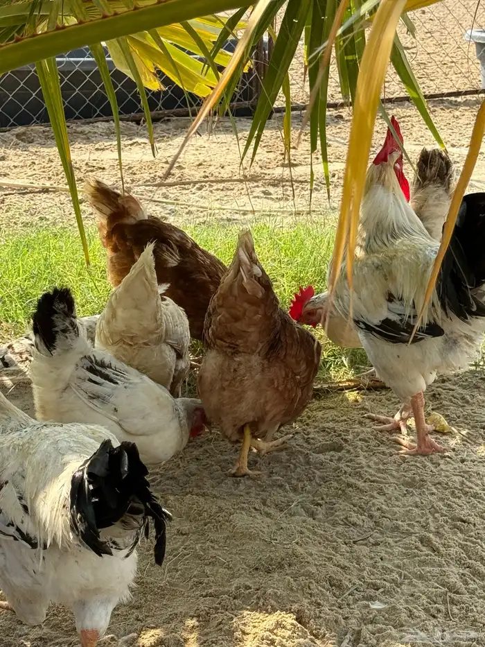 أطباق بيض تفقيس (تركي-كلومبي-فرنسي) 1