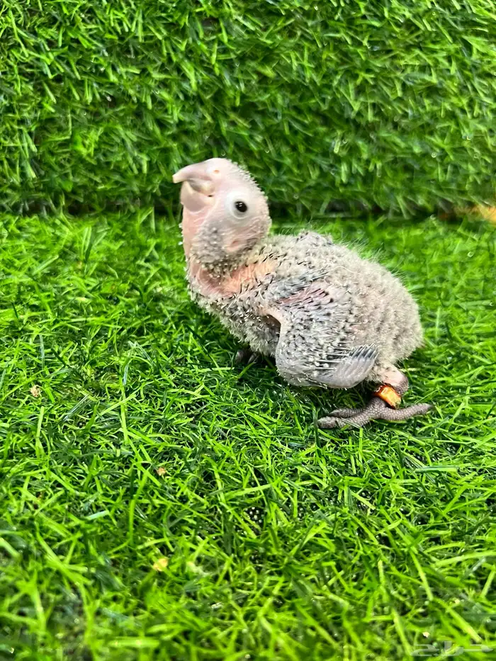 فرخ كنيور قرين شيك غر 2