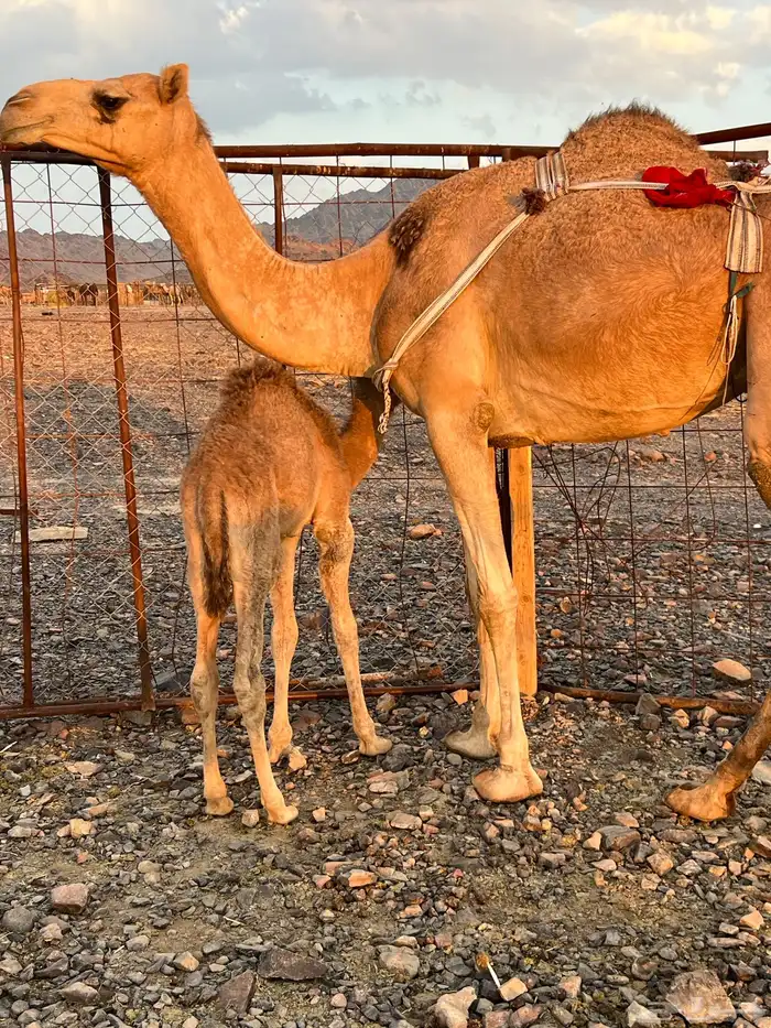 خلفه بكره بكر ناقه حليب ب 11500 تم البيع 3